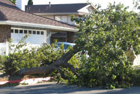 Porter Ranch Trees