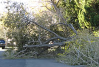 Porter Ranch Trees